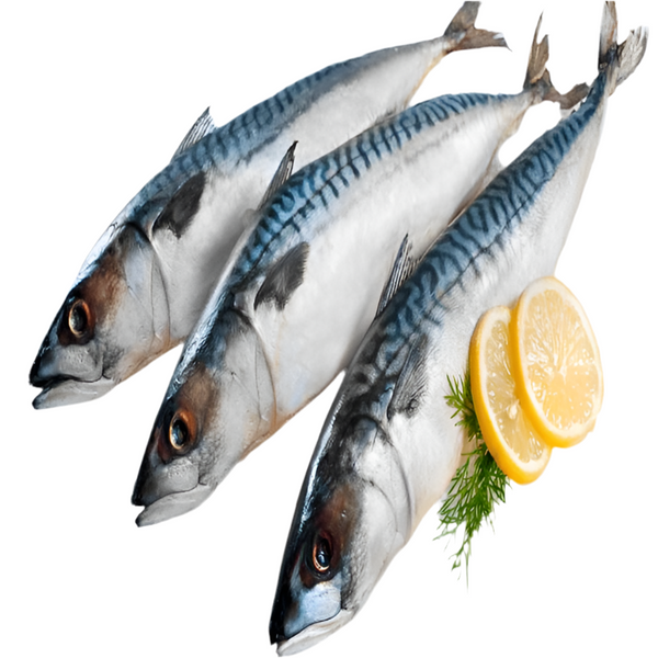 Mackerel can