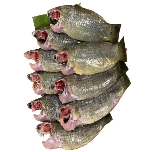 Deshi Koi(10~12pcs).